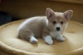 /album/galerie-photos/petit-chiot-craquant-jpg/
